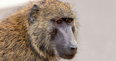 Woman comes back to Airbnb to find baboons downing her birthday booze
