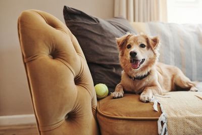 These are the top dog names for 2022