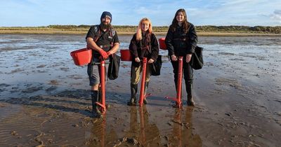 Huge seagrass scale-up for Humber Estuary should Hornsea Four offshore wind farm emerge