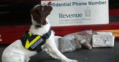 Huge amount of cannabis seized at Dublin Port with help of detector dog Alfie