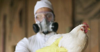 What is bird flu and can humans catch the Avian virus?