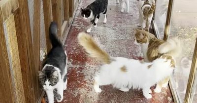 Edinburgh woman who couldn't get cats neutered in pandemic ends up with 26 kittens