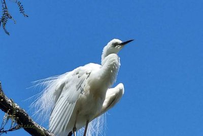 The flight of the white heron, seen only once