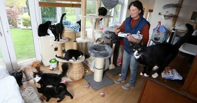 Woman sells Audi and wedding ring to care for cats after converting home into sanctuary