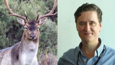 Human voices, including ABC presenters, deter feral deer from Tasmanian farm