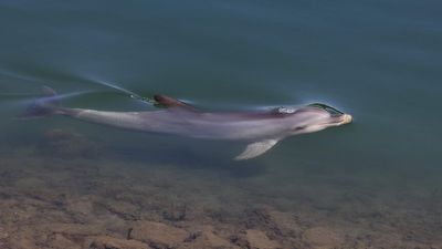 Renewal SA investigates Port River industrial pollution after string of dolphin deaths