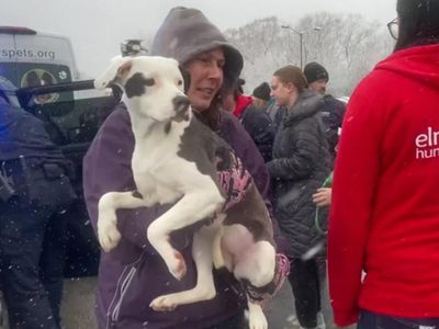 Wisconsin plane crash - live: Images capture dramatic rescue mission after plane carrying 56 dogs crashes