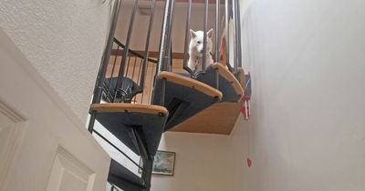 Dog develops fear of heights after climbing staircase and then refuses to come down