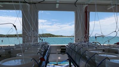 Coral seeding on floating laboratory has Great Barrier Reef scientists, Woppaburra people hopeful