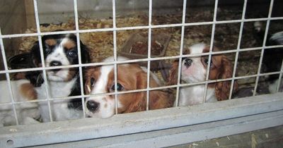 Lanarkshire MP backs charity's plea for urgent action to tackle cruel puppy smuggling