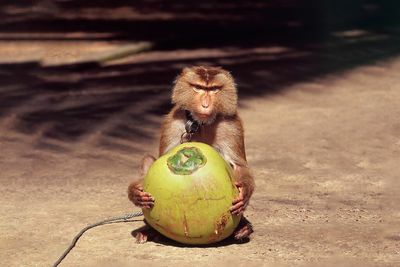 PETA links HelloFresh to monkey labor