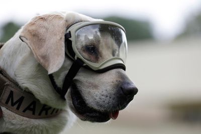 Famous Mexican search and rescue dog Frida dies