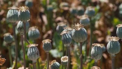 There is a nationwide recall of toxic poppy seeds. What is thebaine? And how do you get sick from poppy seeds?