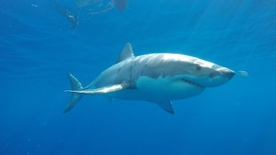 Large great white shark swims more than 10,000km in 150 days