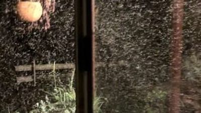 Video shows mosquito population boom in flood-ravaged NSW