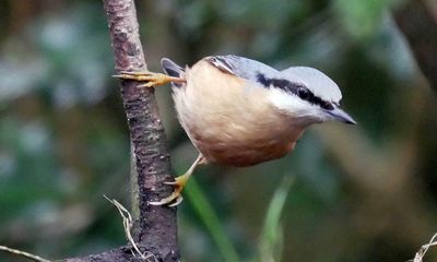 Country diary: The nuthatch takes a toxin that can paralyse our hearts