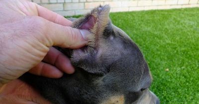 Cruel Lanarkshire dog owner who illegally cropped puppy's ears hit with 12-month pet ban