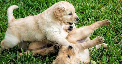 Trendiest dog names of 2022 revealed with 'human name' in first place