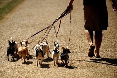 Dog owners ‘set to spend 10% more on their pets this Christmas than last year’