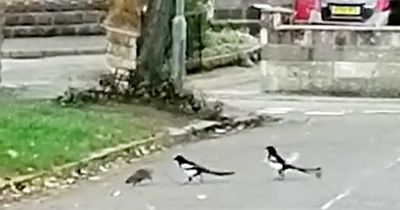 'Psycho' rat takes on two magpies after it's attacked on residential street