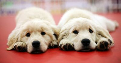 The top dog names for 2022 in UK as owners opting for 'human' choices