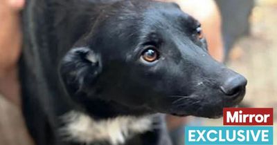 Black dog in shelter 'keeps being overlooked' because it 'doesn't photograph well'