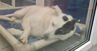 RTE's Rick O'Shea makes desperate call to find home for former stray who is now DSPCA's longest resident