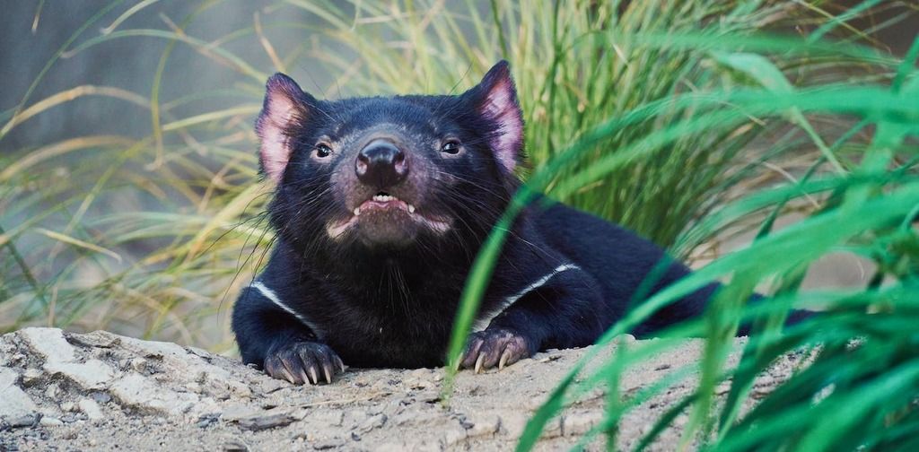 Thousands of Tasmanian devils are dying from cancer