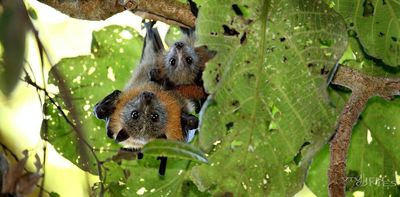 To stop new viruses jumping across to humans, we must protect and restore bat habitat. Here's why