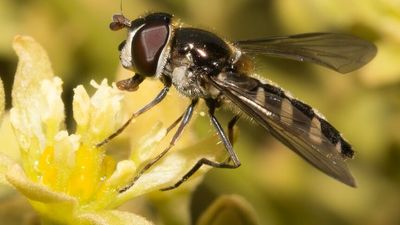 Citizen scientists urged to count bees and flies as 60 years of research released for pollinator week