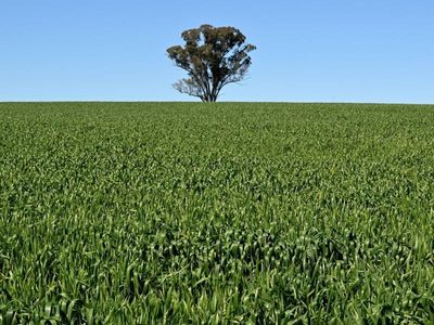 NSW agriculture production breaks records