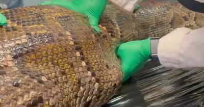 Horrifying video shows moment huge alligator corpse is found in stomach of dead python