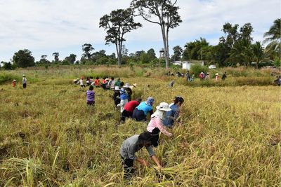 Thailand vows to foster free trade in rice market