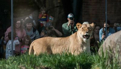 Lincoln Park Zoo’s new lion habitat wins Chicago Innovation Award for development and features