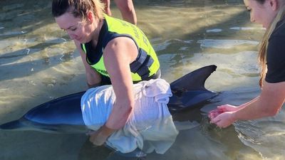 Stranded dolphin rescued from Coffs Harbour Marina by wildlife groups