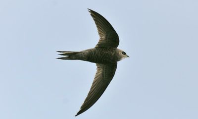 Pallid swifts come to UK shores amid worrying changes in climate