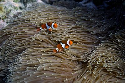 Scientists try to bolster Great Barrier Reef in warmer world