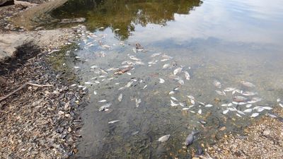 Cause of mass fish kill in Mulgrave River under investigation