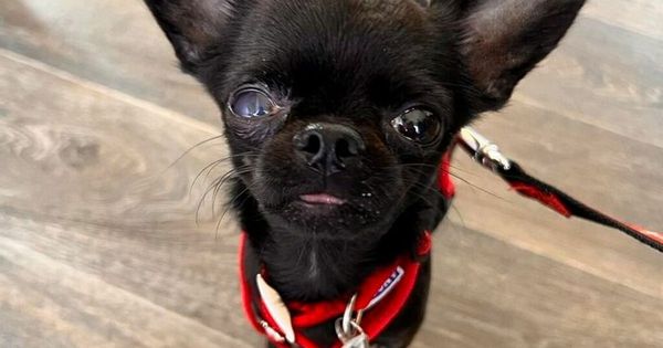 Woman sold her car to pay for £17,500 life-saving surgery for her chihuahua  - CoventryLive