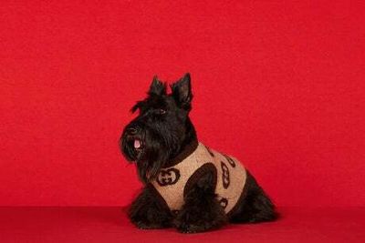 Best dog clothing: Cute accessories for your precious pooch