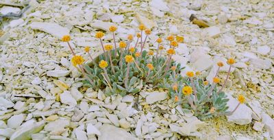 How a rare plant species could hinder a proposed lithium mine - Roll Call