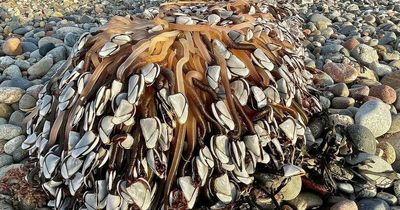 Terrified man finds 'alien-like' creatures worth up to £4k on UK beach