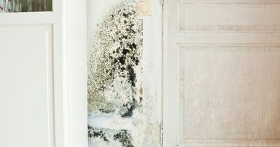 Four types of mould to look out for in your home - and how to treat them