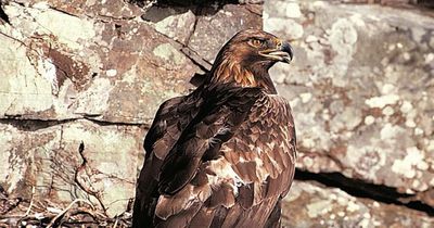 Protected birds of prey continue to be illegally shot and poisoned in Scotland