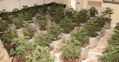 Sunderland cannabis farm 'gardener' who was getting paid up to £800 a week jailed