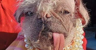 Judges of UK's ugliest dog contest beg public to stop sending 'cute' photos in