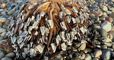 'Alien-like' creatures worth £4,000 found washed up on Welsh beach