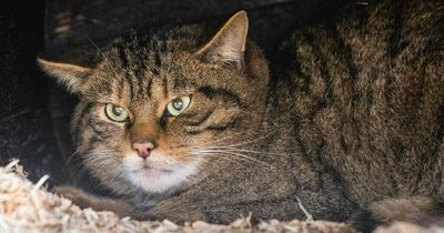 Folly Farm welcomes adorable wildcats that are now extinct in Wales
