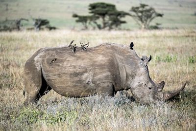 Was a rhino killed in Botswana’s Khama Rhino Sanctuary?