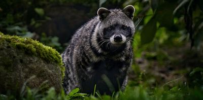 Civet musk, a precious perfume ingredient, is under threat. Steps to support Ethiopian producers and protect the animals